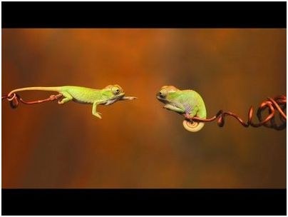 скотч скотч