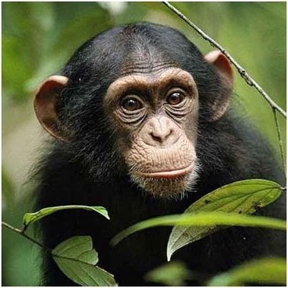 шимпанзе