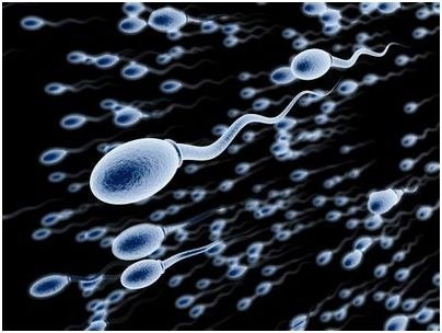 сперматозоид