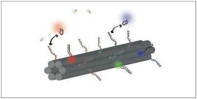 генетических нитей генетических нитей
