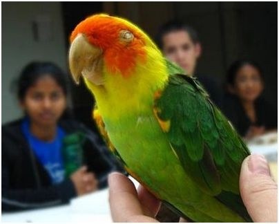 через землю