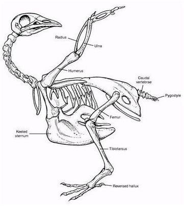пород голубей
