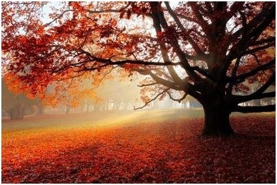 будет составлять