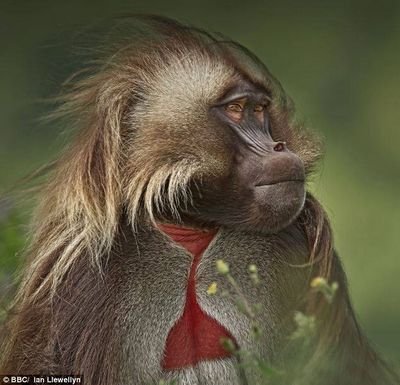 мимические перемещения