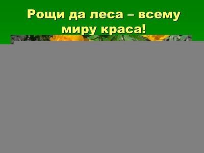 вырубки леса