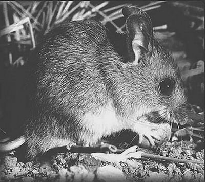 лабораторный