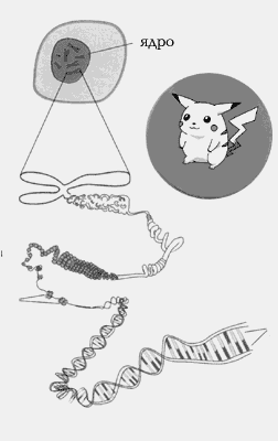 холестерин