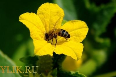 громадные колонии