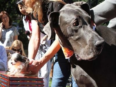 исследователь исследователь