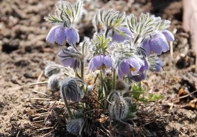 птица птица