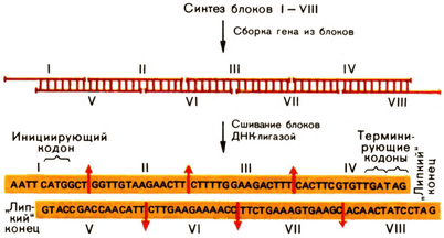 лейкоз лейкоз