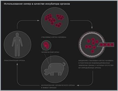 осуществление