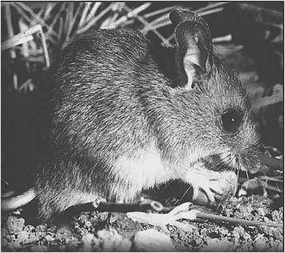 исследование