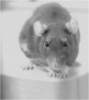 диагноз диагноз