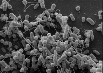 нанотрубки