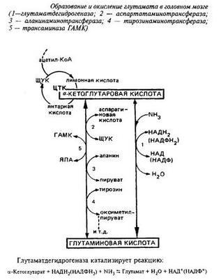 серотонина