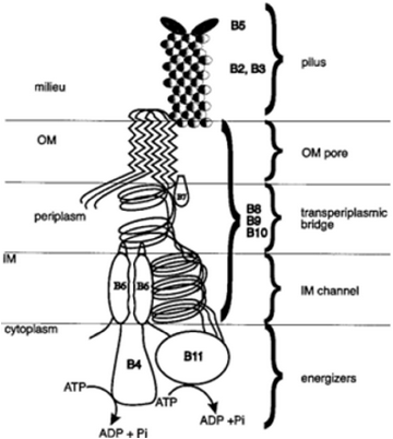 митохондрии