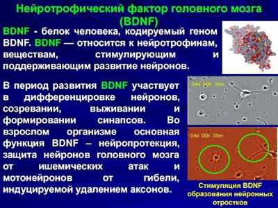 Идентифицирован ключевой регулятор образования синапсов