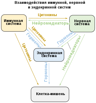 Соседние гены иммунной системы: сохранение независимости