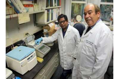 С возрастом недостаток триптофана изменяет микробиоту кишечника, усиливает воспаление