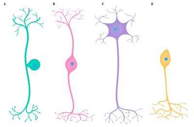 Активность нейронов вызывает высвобождение тау-белка из здоровых нейронов
