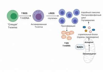 Больше энергии для митохондрий: энергетическая установка клеток также играет ключевую роль в развитии стволовых клеток