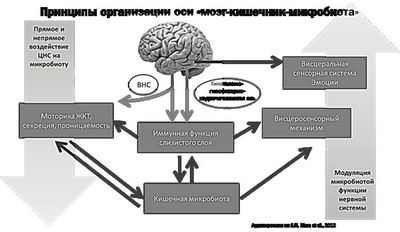 Воспаление головного мозга, вероятно, ключевой инициатор приона и болезни Паркинсона
