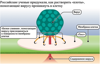 TIM и TAM: 2 пути проникновения вируса денге в клетки
