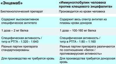 Противовирусный протеин препятствует распространению вируса клещевого энцефалита