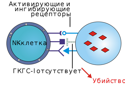 Естественные клетки-киллеры, используемые для борьбы с распространяющимся раком