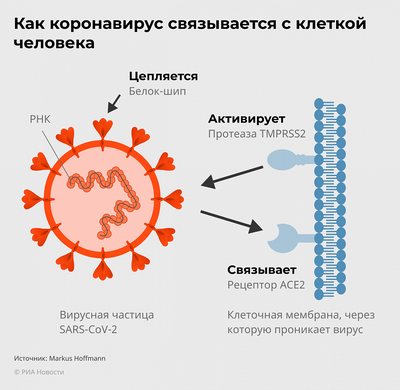 Одноразовая вакцина против COVID-19 генерирует устойчивый иммунный ответ против вариантов COVID-19